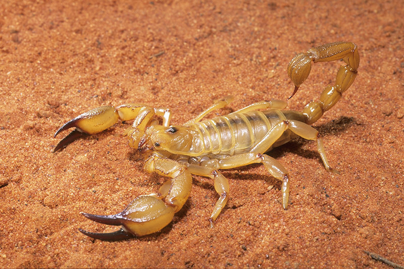 Scorpion breeding