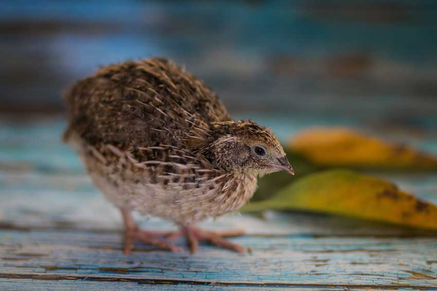 quail chicks3