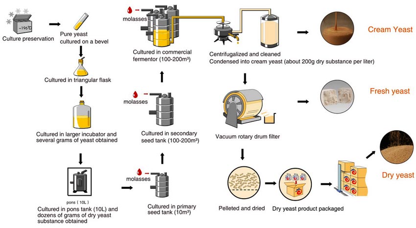 فرایند تولید خمیر مایه از ملاس