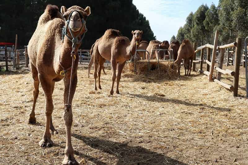Breeding dairy camels