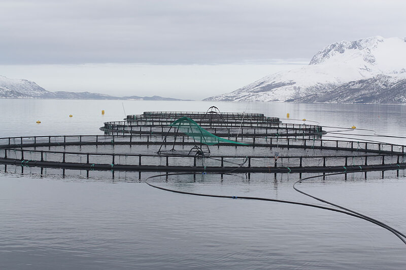 Cage fish farming