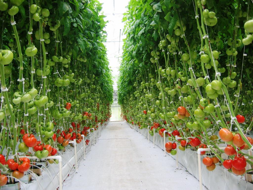 Hydroponic cultivation of tomatoes