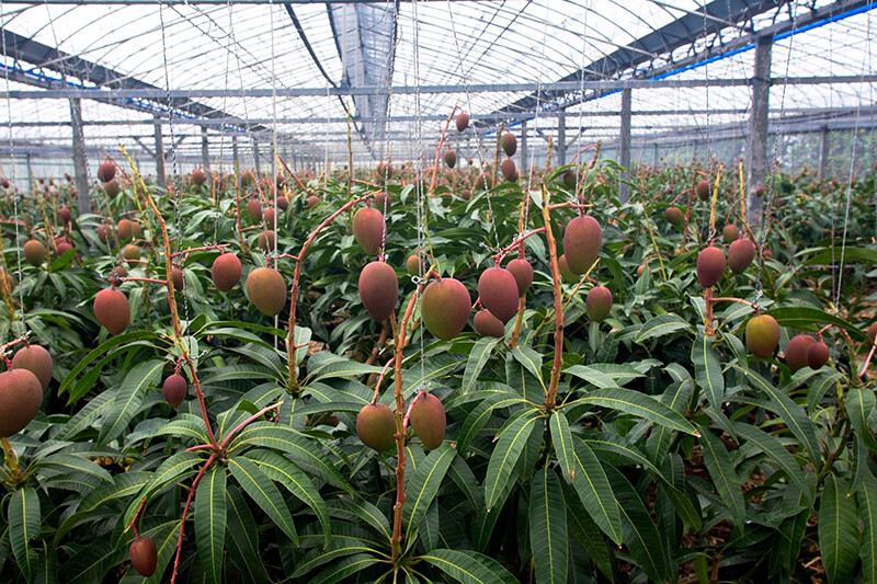 Mango greenhouse