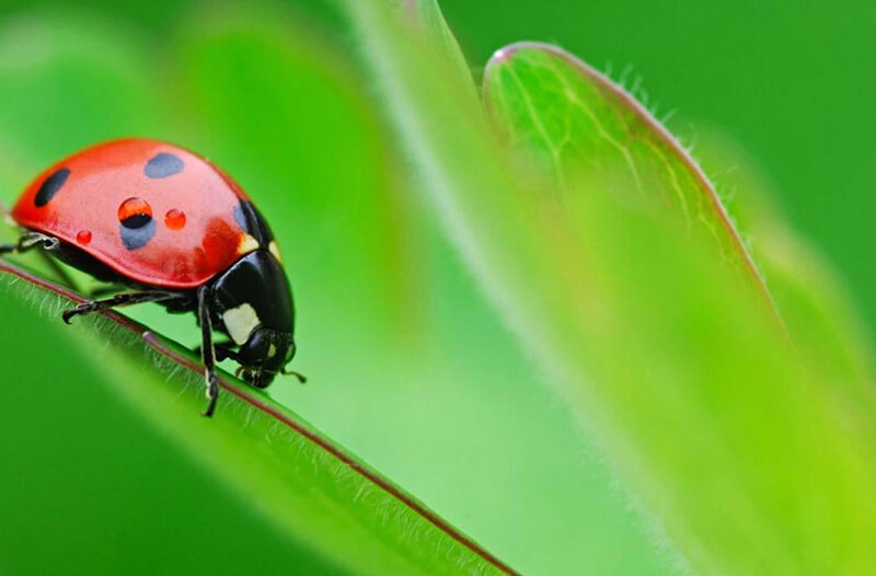 ladybrid beetle2
