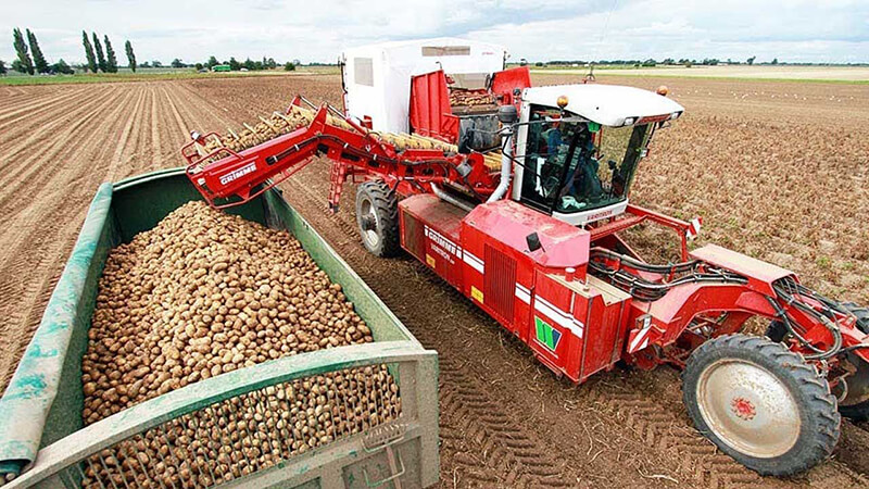 Potato harvesting machine