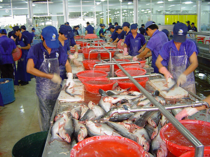 Fish processing