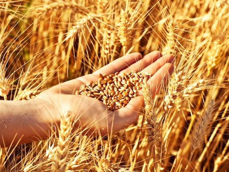 Wheat and barley threshing