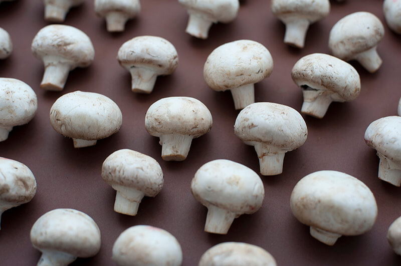 Cultivation of edible button mushrooms