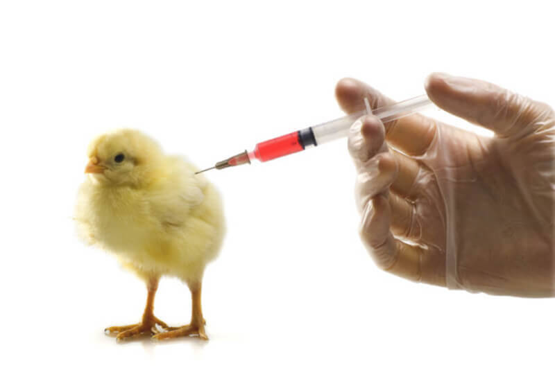 Poultry vaccine