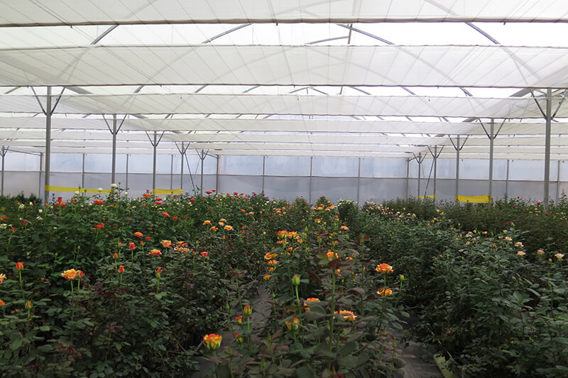 Dutchrose greenhouse