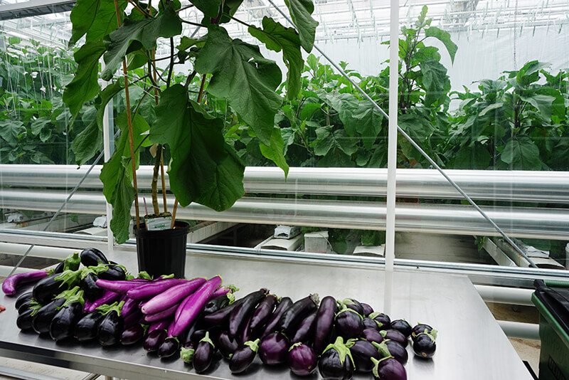Greenhouse Eggplant