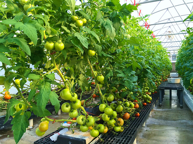 Tomato greenhouse