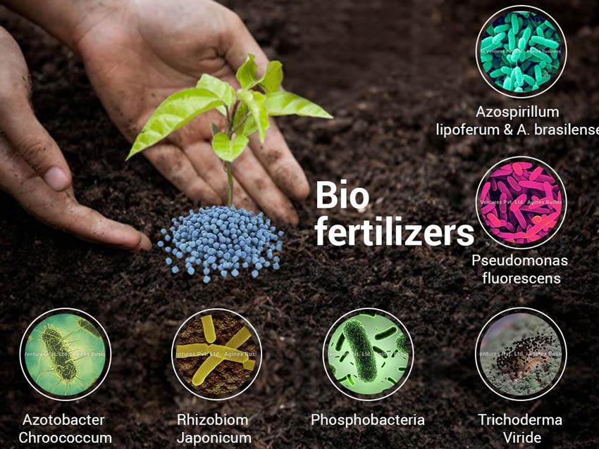 Bio fertilizer